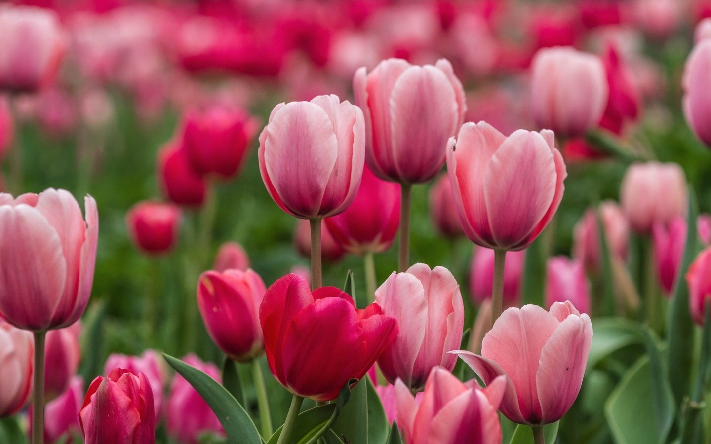 Обои цветы, бутоны, лепестки, весна, тюльпаны, розовые, flowers, buds, petals, spring, tulips, pink разрешение 1920x1200 Загрузить