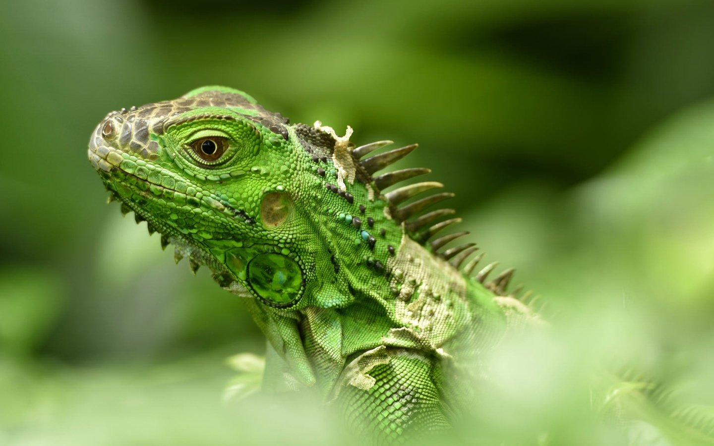 Обои ящерица, рептилия, игуана, боке, lizard, reptile, iguana, bokeh разрешение 2048x1152 Загрузить