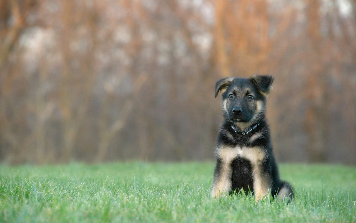 Обои трава, собака, щенок, ошейник, немецкая овчарка, овчарка, grass, dog, puppy, collar, german shepherd, shepherd разрешение 1920x1200 Загрузить