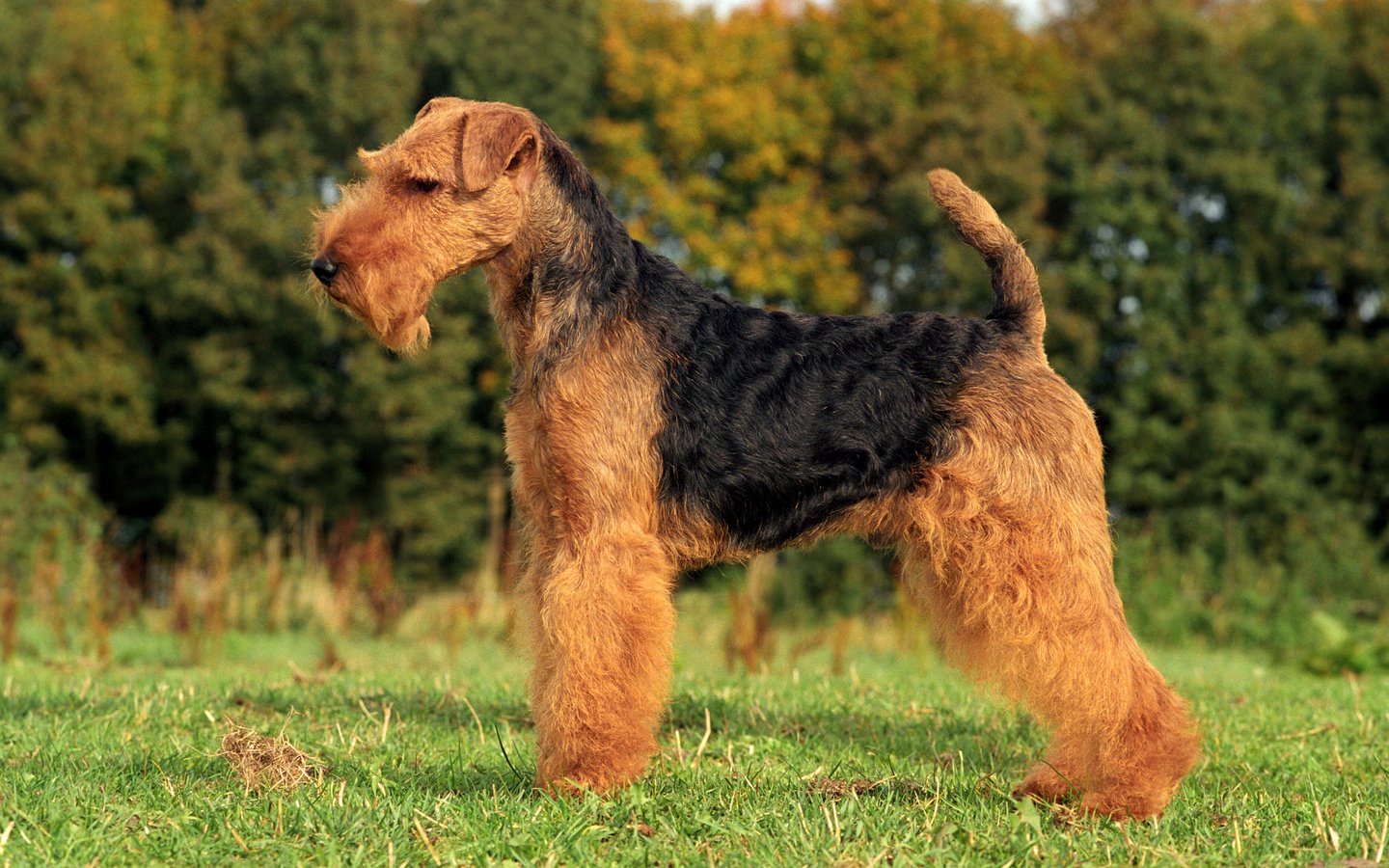 Обои трава, собака, терьер, фокстерьер, вельштерьер, grass, dog, terrier, welsh terrier разрешение 2880x1800 Загрузить