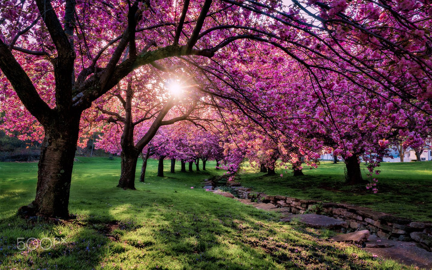 Обои деревья, цветение, парк, ветки, весна, сакура, солнечный свет, trees, flowering, park, branches, spring, sakura, sunlight разрешение 1920x1200 Загрузить
