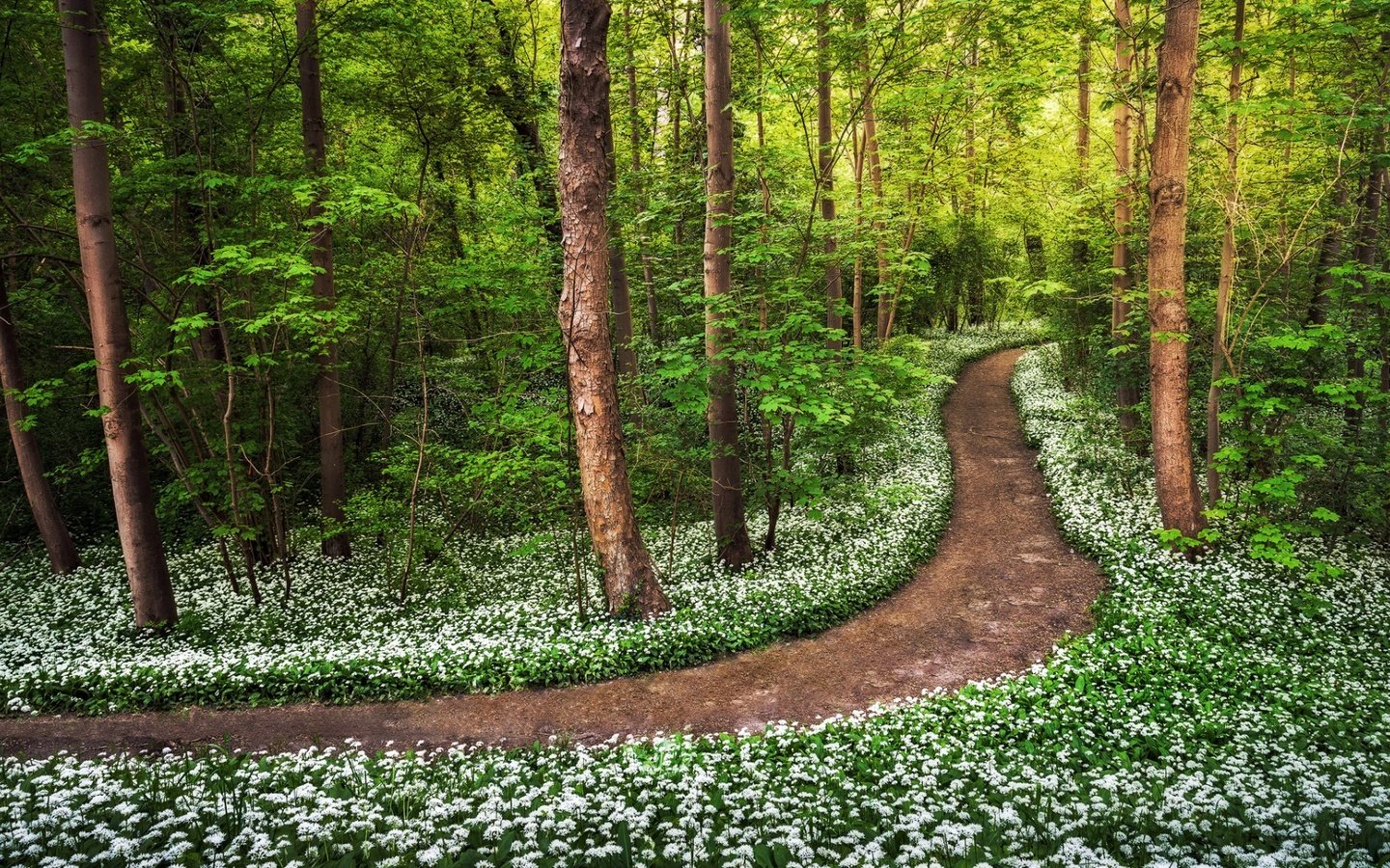 Обои цветы, деревья, природа, лес, стволы, тропинка, весна, flowers, trees, nature, forest, trunks, path, spring разрешение 1920x1080 Загрузить