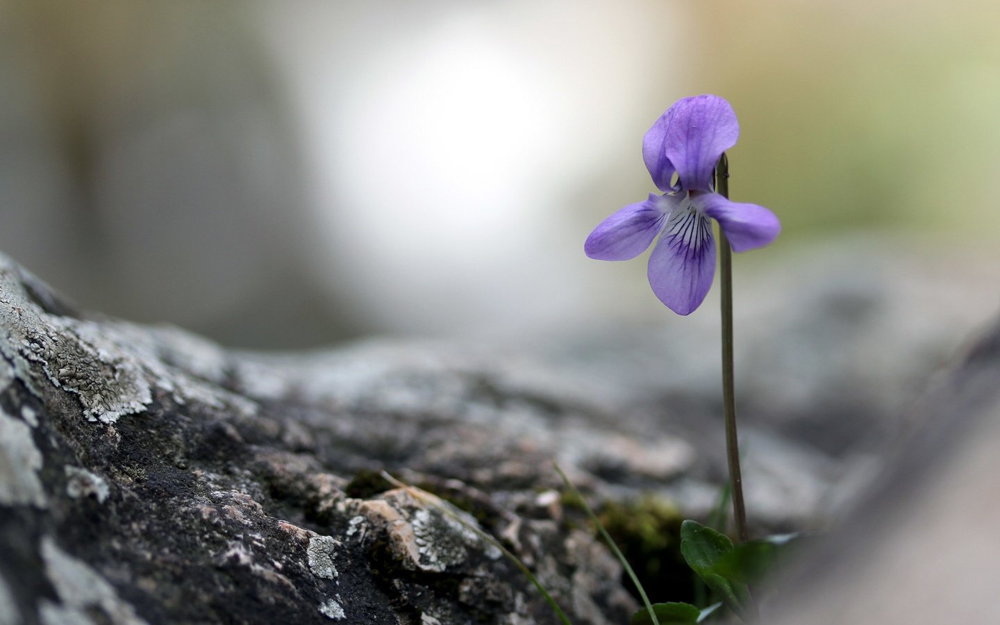 Обои природа, фон, цветок, боке, фиалка, nature, background, flower, bokeh, violet разрешение 2880x1800 Загрузить