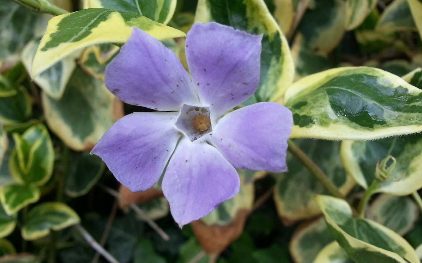 Обои листья, цветок, лепестки, барвинок, leaves, flower, petals, periwinkle разрешение 3264x2448 Загрузить