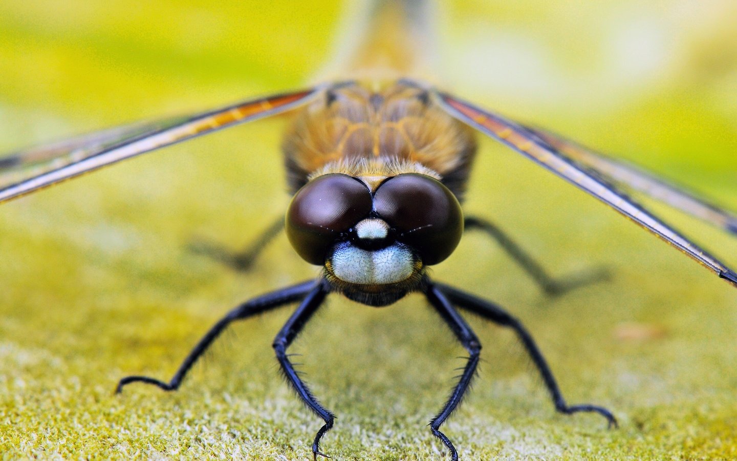 Обои глаза, насекомое, крылья, стрекоза, лапки, крупным планом, eyes, insect, wings, dragonfly, legs, closeup разрешение 1920x1275 Загрузить