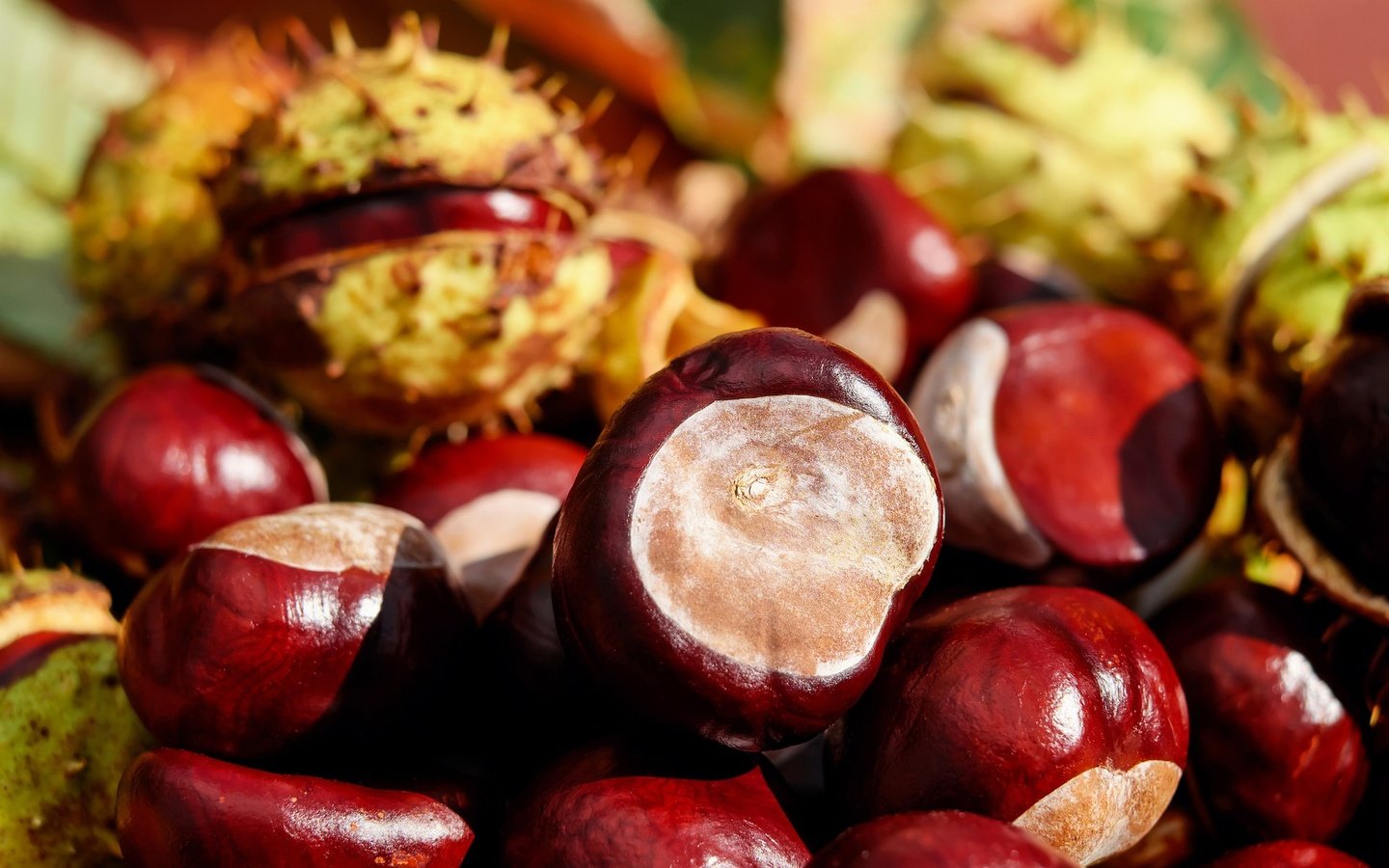Обои орехи, плоды, каштаны, крупным планом, каштан, nuts, fruit, chestnuts, closeup, chestnut разрешение 1920x1280 Загрузить