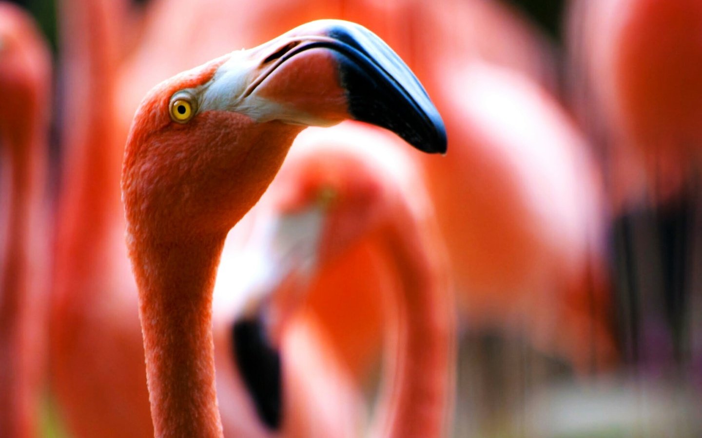 Обои фламинго, размытость, птицы, клюв, шея, крупным планом, flamingo, blur, birds, beak, neck, closeup разрешение 2048x1362 Загрузить