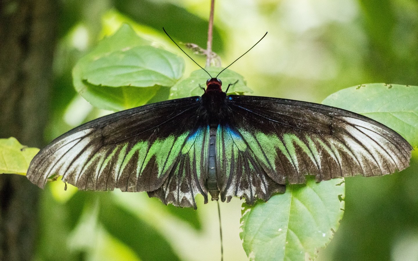 Обои листья, насекомое, бабочка, крылья, зеленый лист, чешуекрылые, leaves, insect, butterfly, wings, green leaf, lepidoptera разрешение 6000x4000 Загрузить