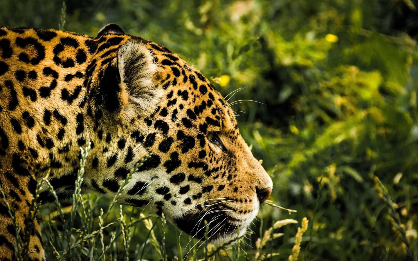 Обои трава, леопард, хищник, профиль, ягуар, голова, grass, leopard, predator, profile, jaguar, head разрешение 5325x3550 Загрузить