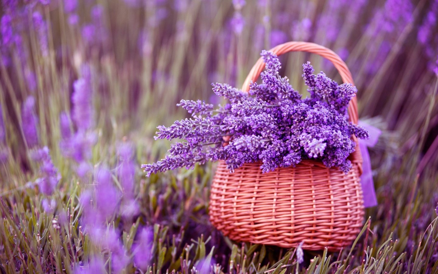 Обои цветы, лаванда, корзина, фиолетовые, букет лаванды, flowers, lavender, basket, purple, bouquet of lavender разрешение 2880x1800 Загрузить