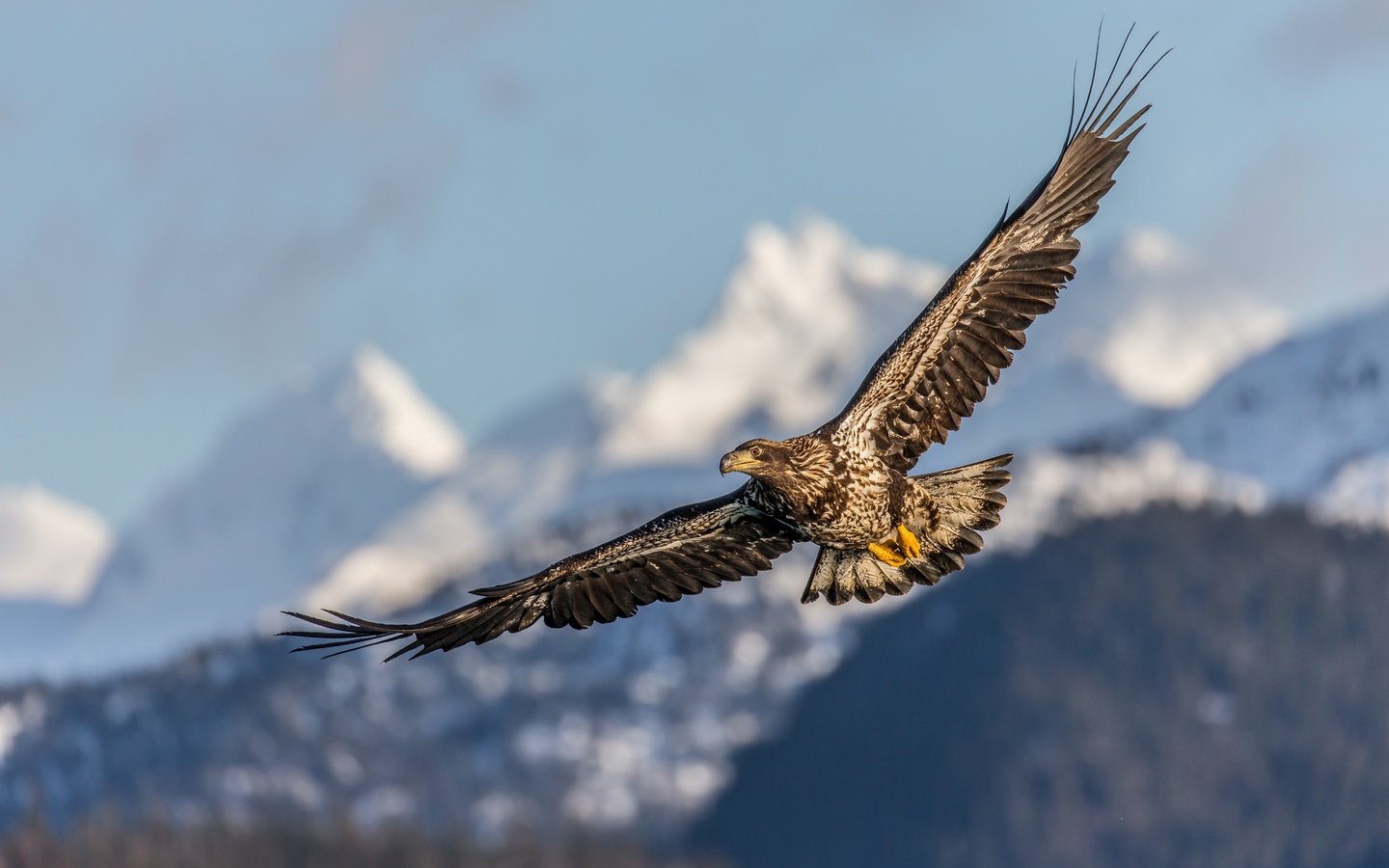 Обои полет, крылья, птица, клюв, перья, беркут, хищная птица, flight, wings, bird, beak, feathers, eagle, bird of prey разрешение 5184x3456 Загрузить