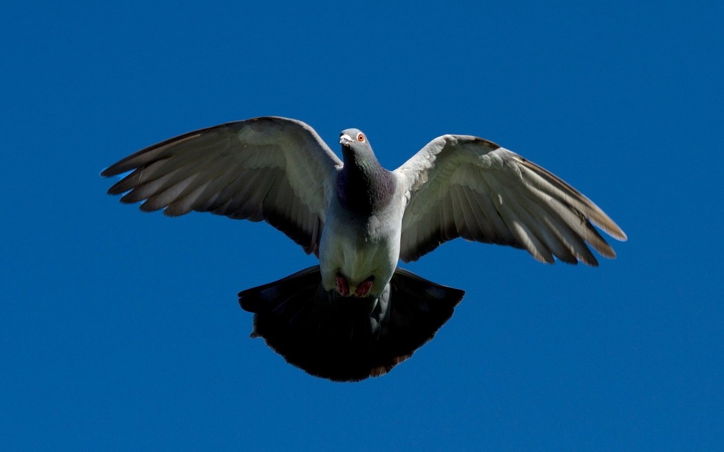 Обои полет, крылья, птица, клюв, перья, голубь, flight, wings, bird, beak, feathers, dove разрешение 1920x1200 Загрузить