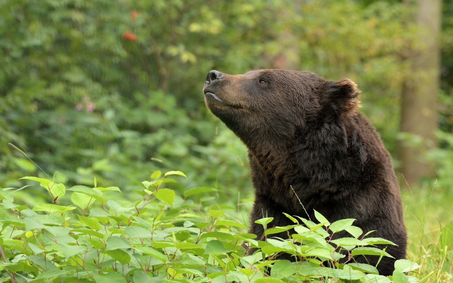 Обои морда, медведь, животное, зеленые листья, дикая природа, face, bear, animal, green leaves, wildlife разрешение 4776x2968 Загрузить