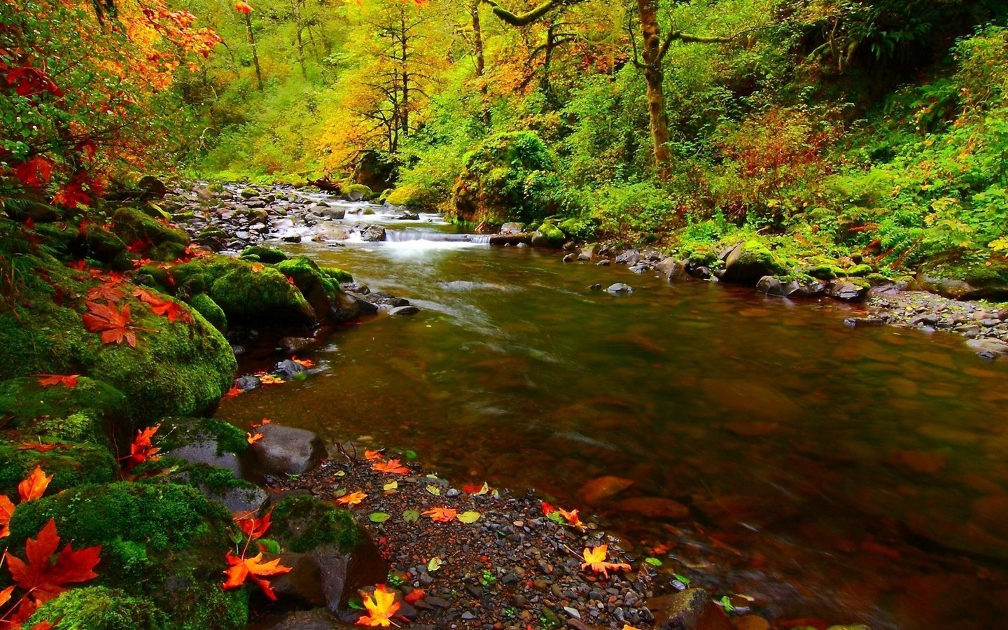 Обои деревья, река, природа, камни, лес, листья, осень, мох, trees, river, nature, stones, forest, leaves, autumn, moss разрешение 1920x1200 Загрузить