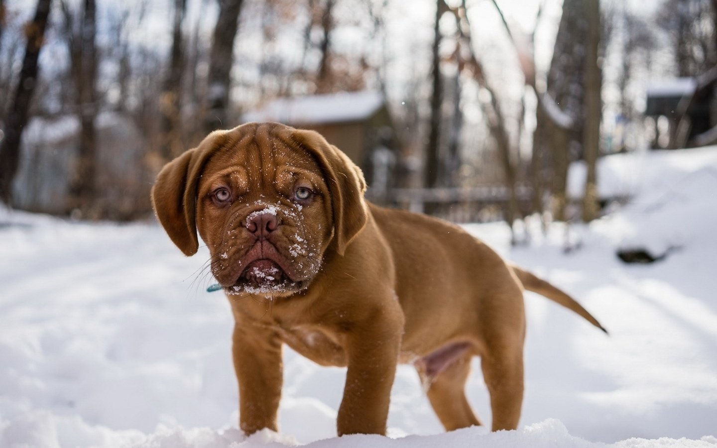 Обои снег, мордочка, взгляд, собака, щенок, бордоский дог, snow, muzzle, look, dog, puppy, dogue de bordeaux разрешение 1920x1200 Загрузить