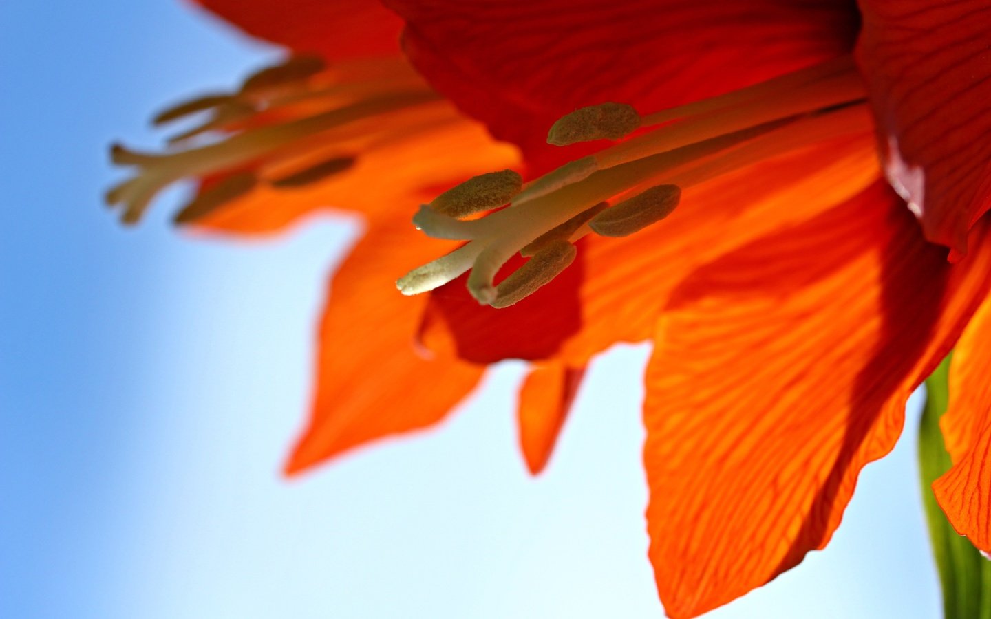 Обои цветок, лепестки, тычинки, крупным планом, амариллис, flower, petals, stamens, closeup, amaryllis разрешение 3840x2560 Загрузить