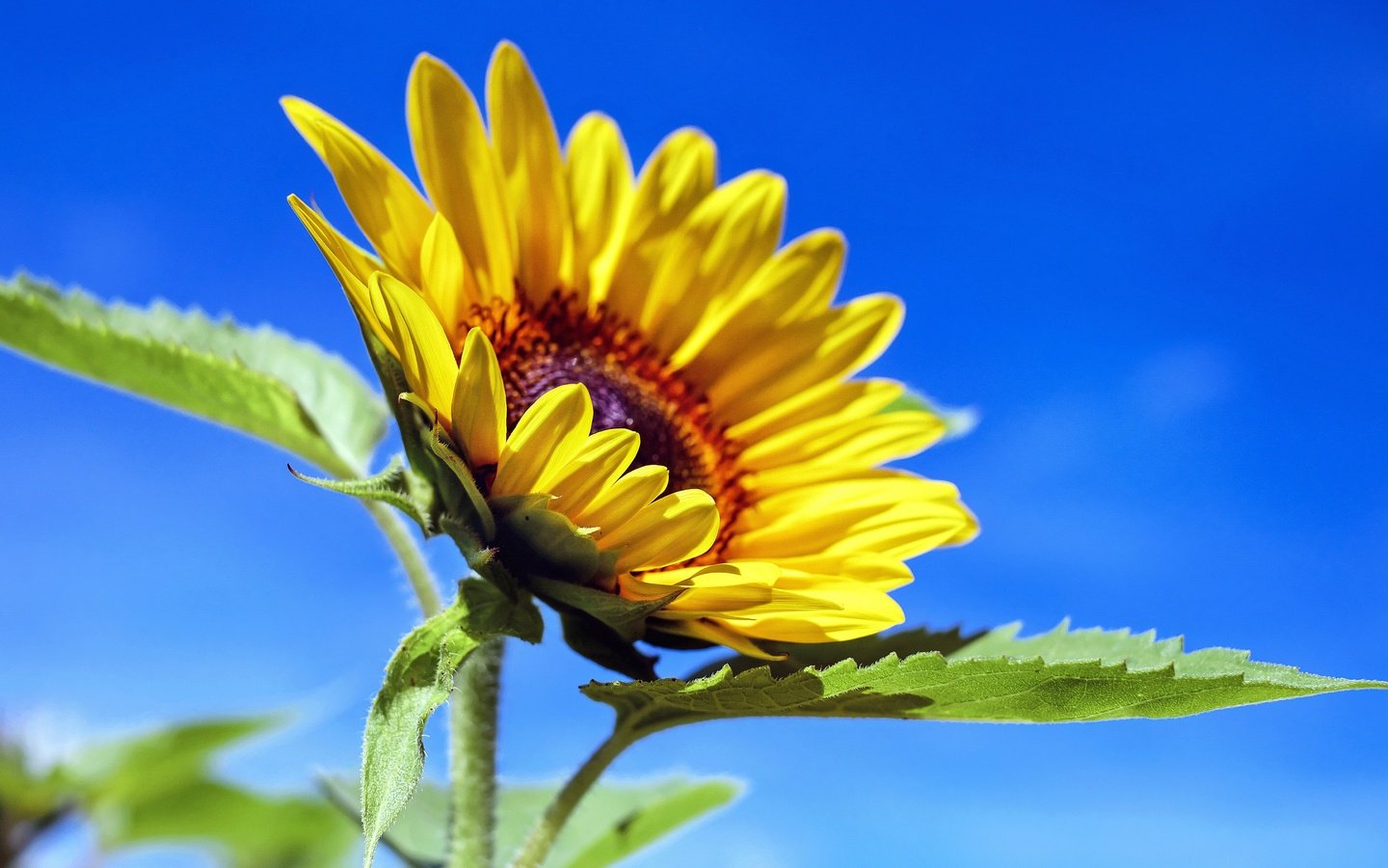 Обои небо, листья, лепестки, подсолнух, желтый цветок, the sky, leaves, petals, sunflower, yellow flower разрешение 4896x3208 Загрузить