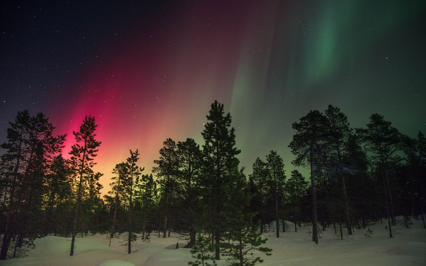 Обои деревья, снег, зима, свечение, северное сияние, финляндия, trees, snow, winter, glow, northern lights, finland разрешение 5472x3648 Загрузить