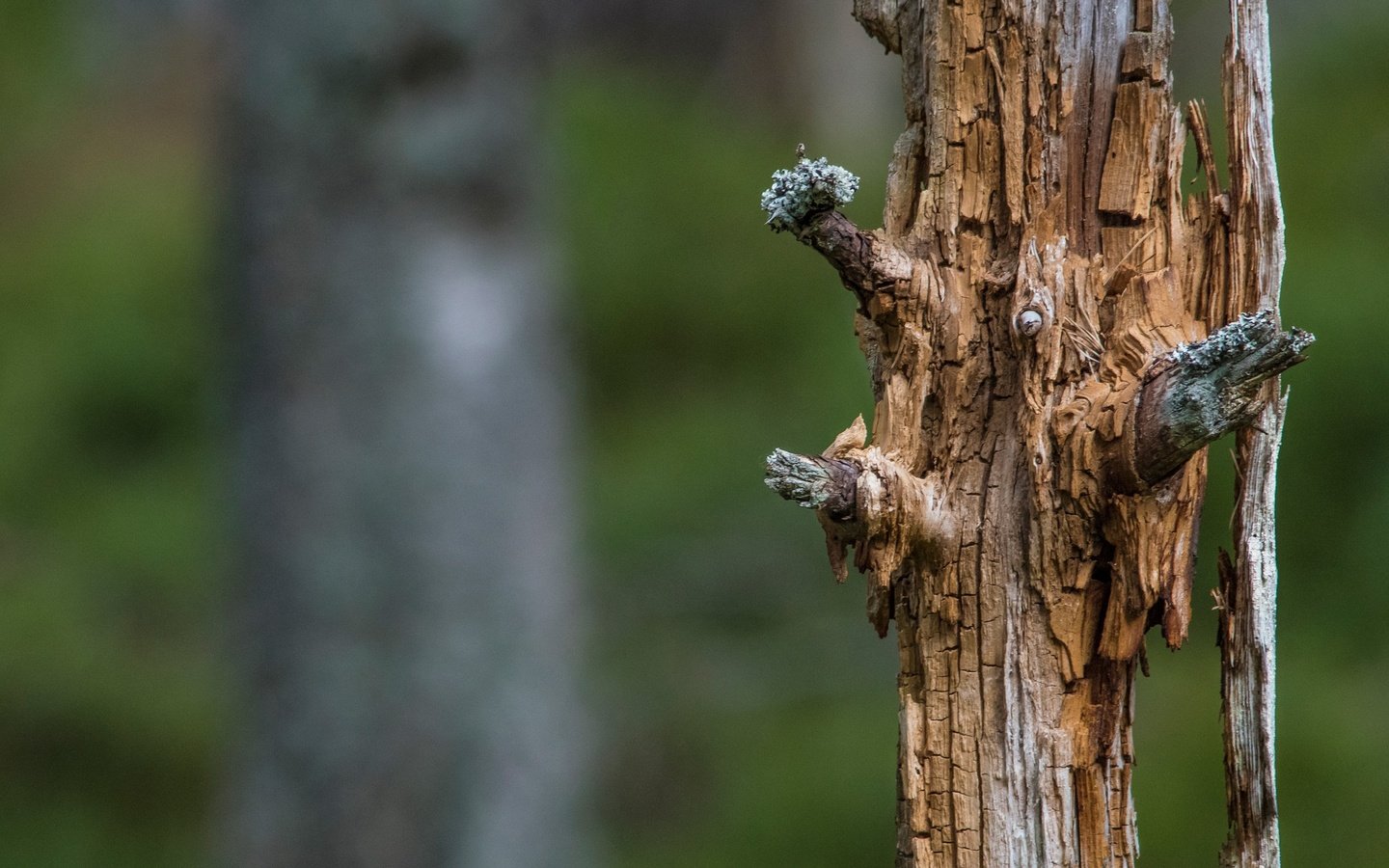 Обои природа, дерево, размытость, ствол, мертвое дерево, nature, tree, blur, trunk, dead tree разрешение 2560x1440 Загрузить