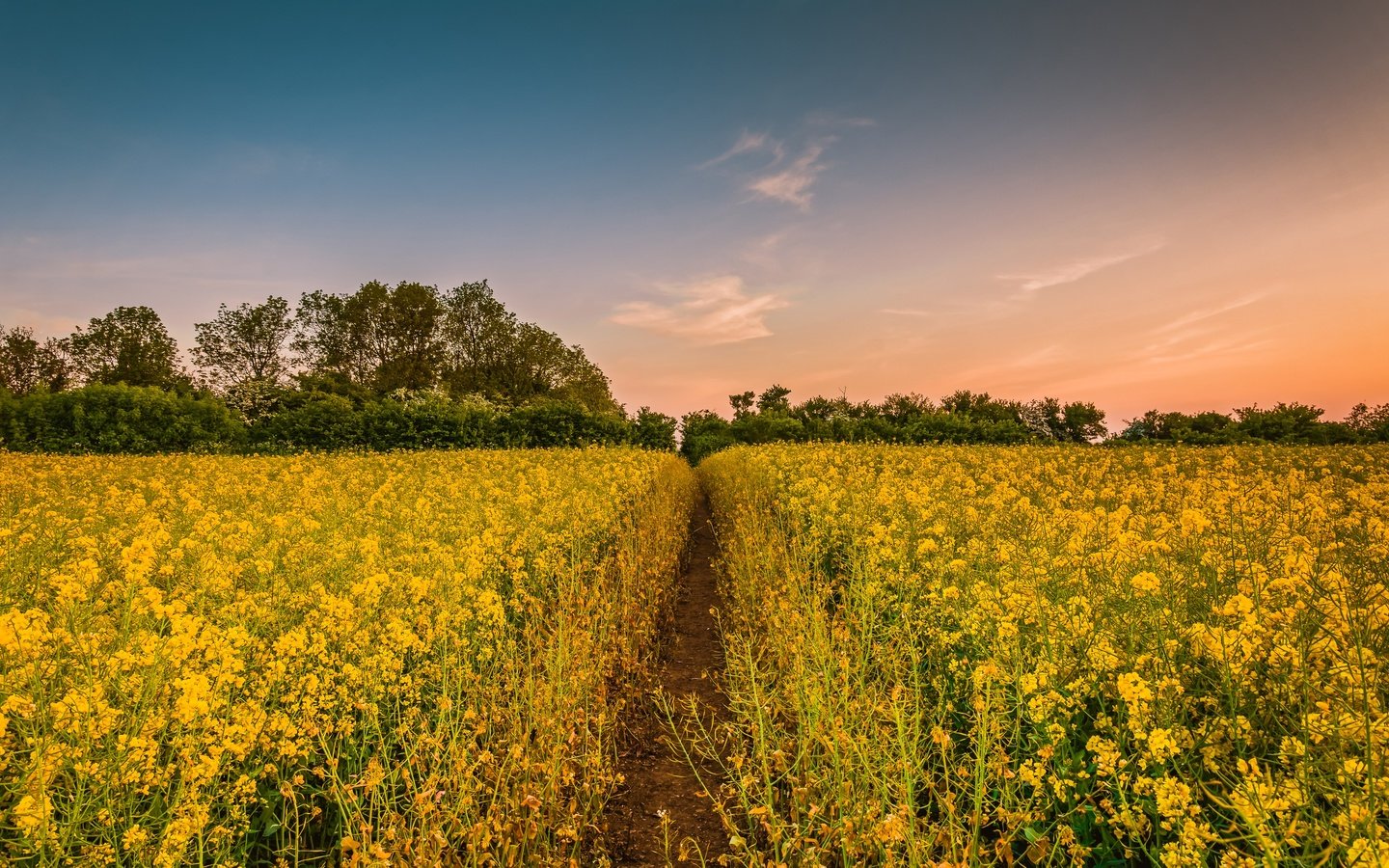 Обои небо, деревья, природа, закат, поле, тропинка, рапс, желтые цветы, the sky, trees, nature, sunset, field, path, rape, yellow flowers разрешение 4000x2394 Загрузить