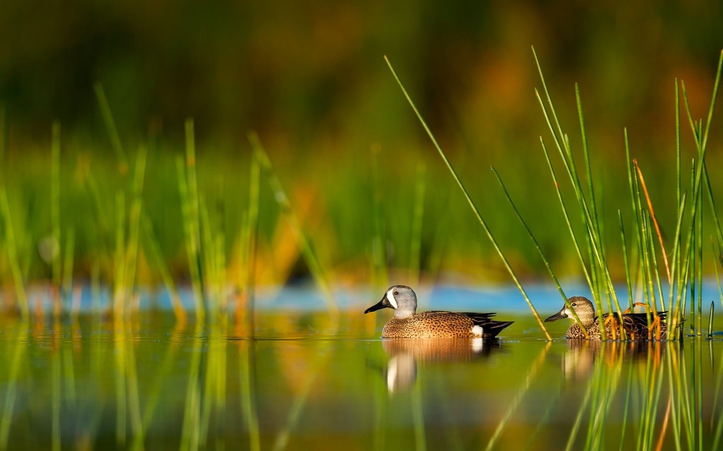 Обои трава, вода, природа, отражение, птицы, утка, grass, water, nature, reflection, birds, duck разрешение 2000x1331 Загрузить