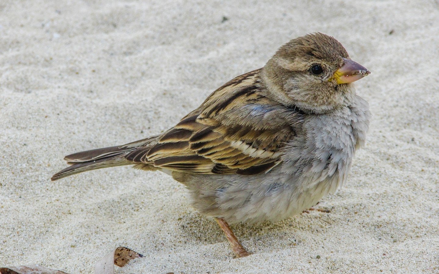 Обои природа, песок, птица, клюв, воробей, nature, sand, bird, beak, sparrow разрешение 1920x1080 Загрузить