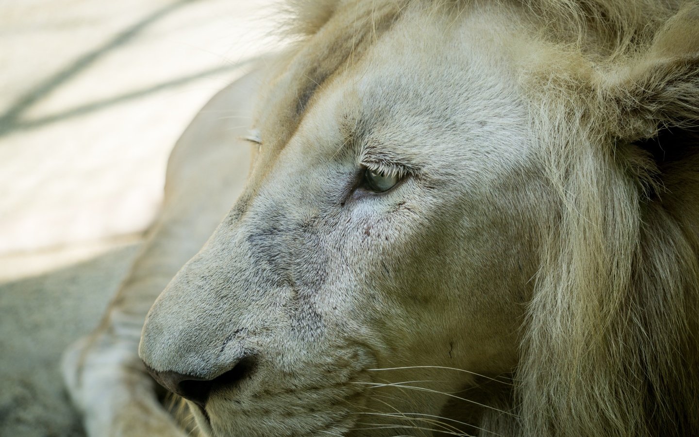 Обои морда, хищник, профиль, большая кошка, лев, белый лев, face, predator, profile, big cat, leo, white lion разрешение 6000x4000 Загрузить