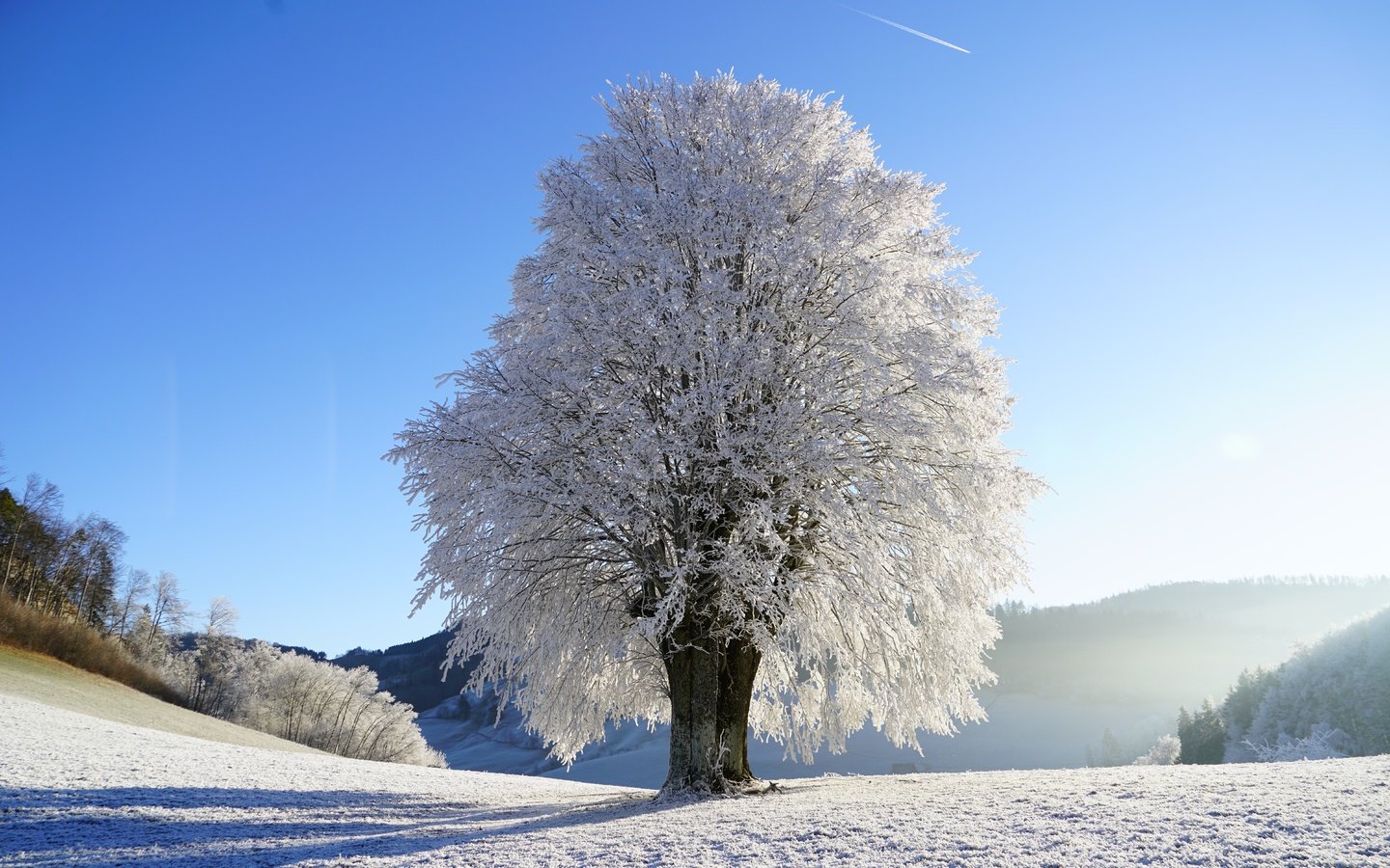 Обои небо, снег, природа, дерево, зима, пейзаж, иней, the sky, snow, nature, tree, winter, landscape, frost разрешение 7952x5304 Загрузить