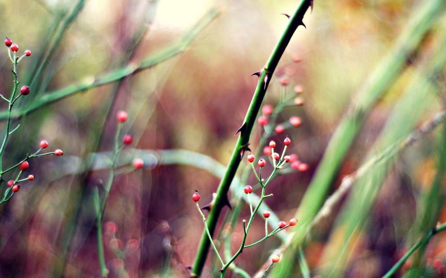 Обои трава, природа, растения, размытость, ягоды, стебли, grass, nature, plants, blur, berries, stems разрешение 2560x1600 Загрузить