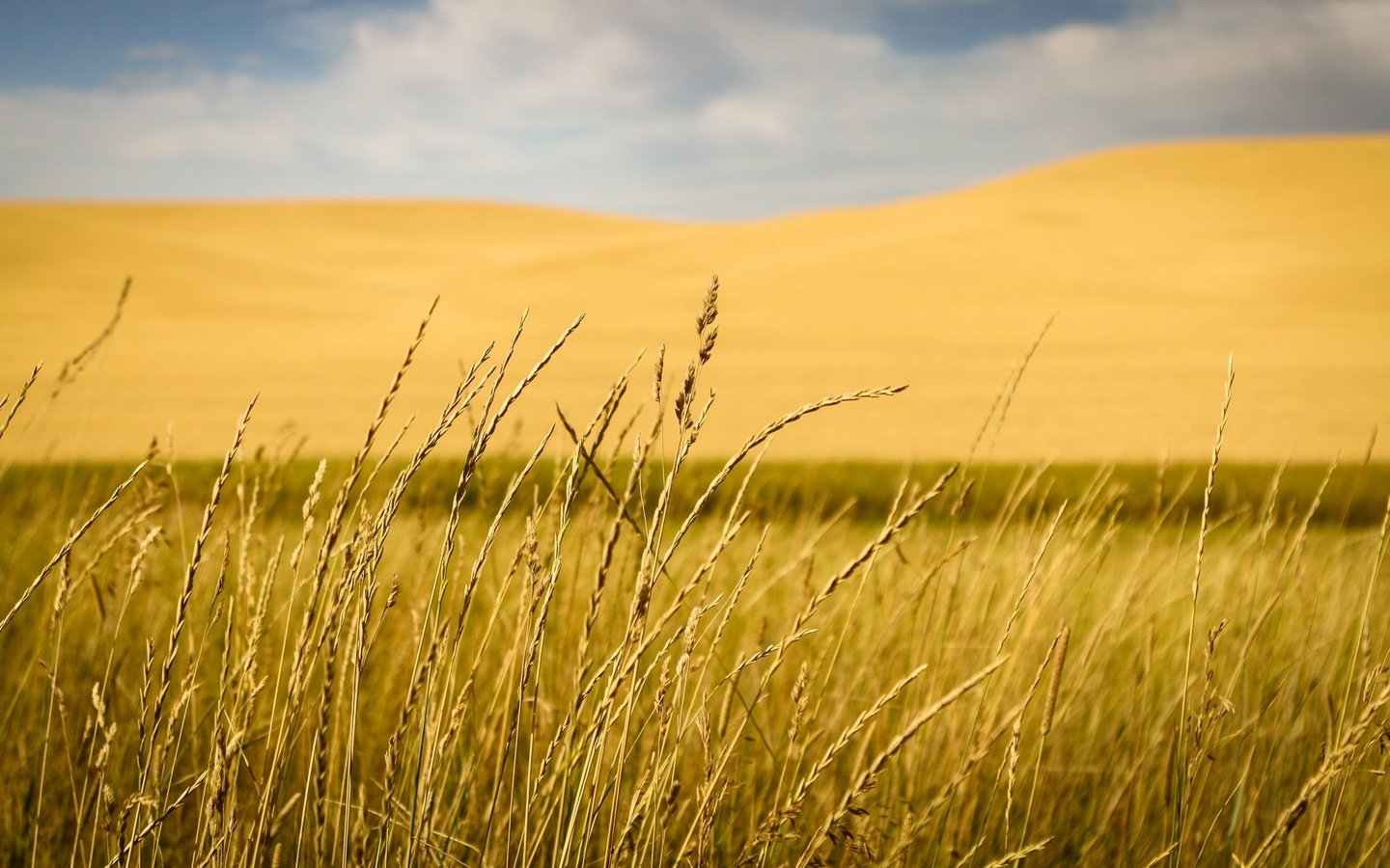 Обои трава, природа, макро, поле, размытость, колоски, grass, nature, macro, field, blur, spikelets разрешение 2048x1177 Загрузить