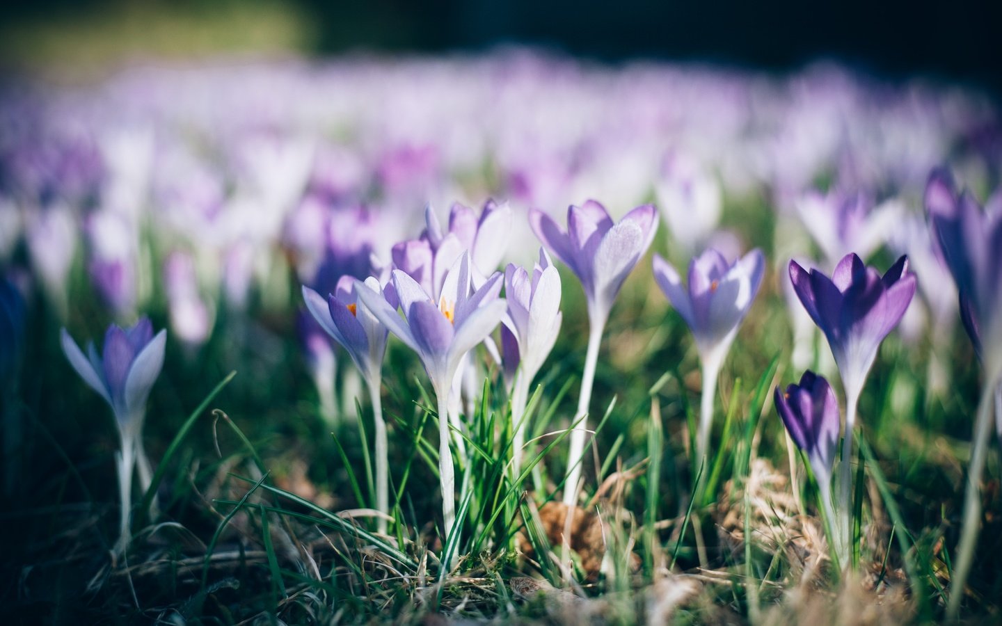 Обои цветы, трава, природа, лепестки, весна, крокусы, flowers, grass, nature, petals, spring, crocuses разрешение 4368x2912 Загрузить