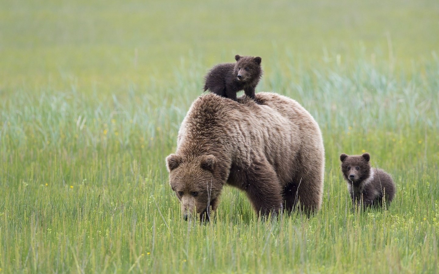 Обои трава, луг, медведи, аляска, медведица, медвежата, grass, meadow, bears, alaska, bear разрешение 2048x1280 Загрузить