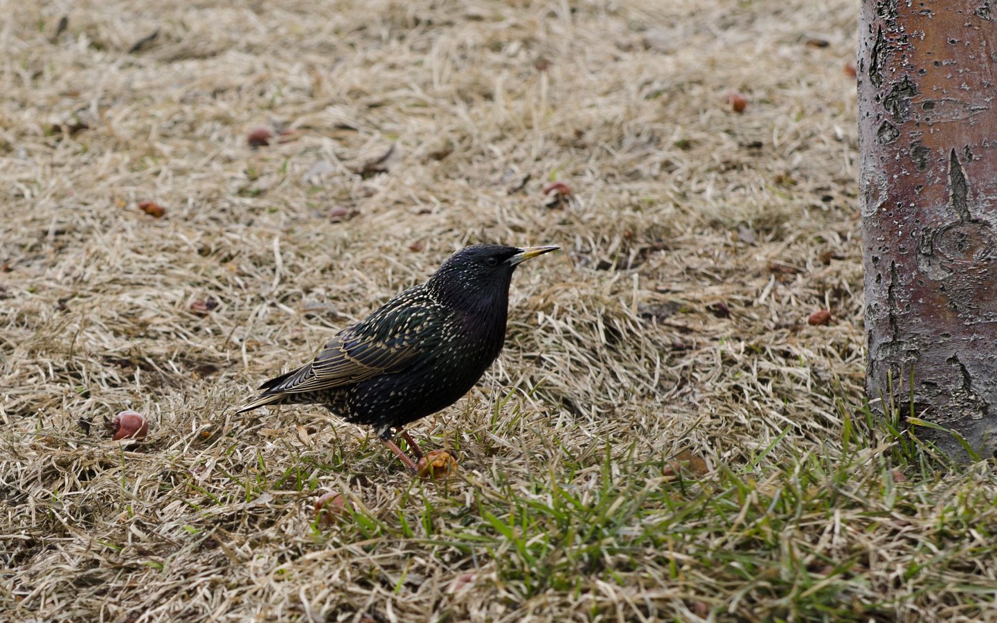 Обои трава, природа, птица, клюв, перья, скворец, сухая трава, grass, nature, bird, beak, feathers, starling, dry grass разрешение 2594x1980 Загрузить