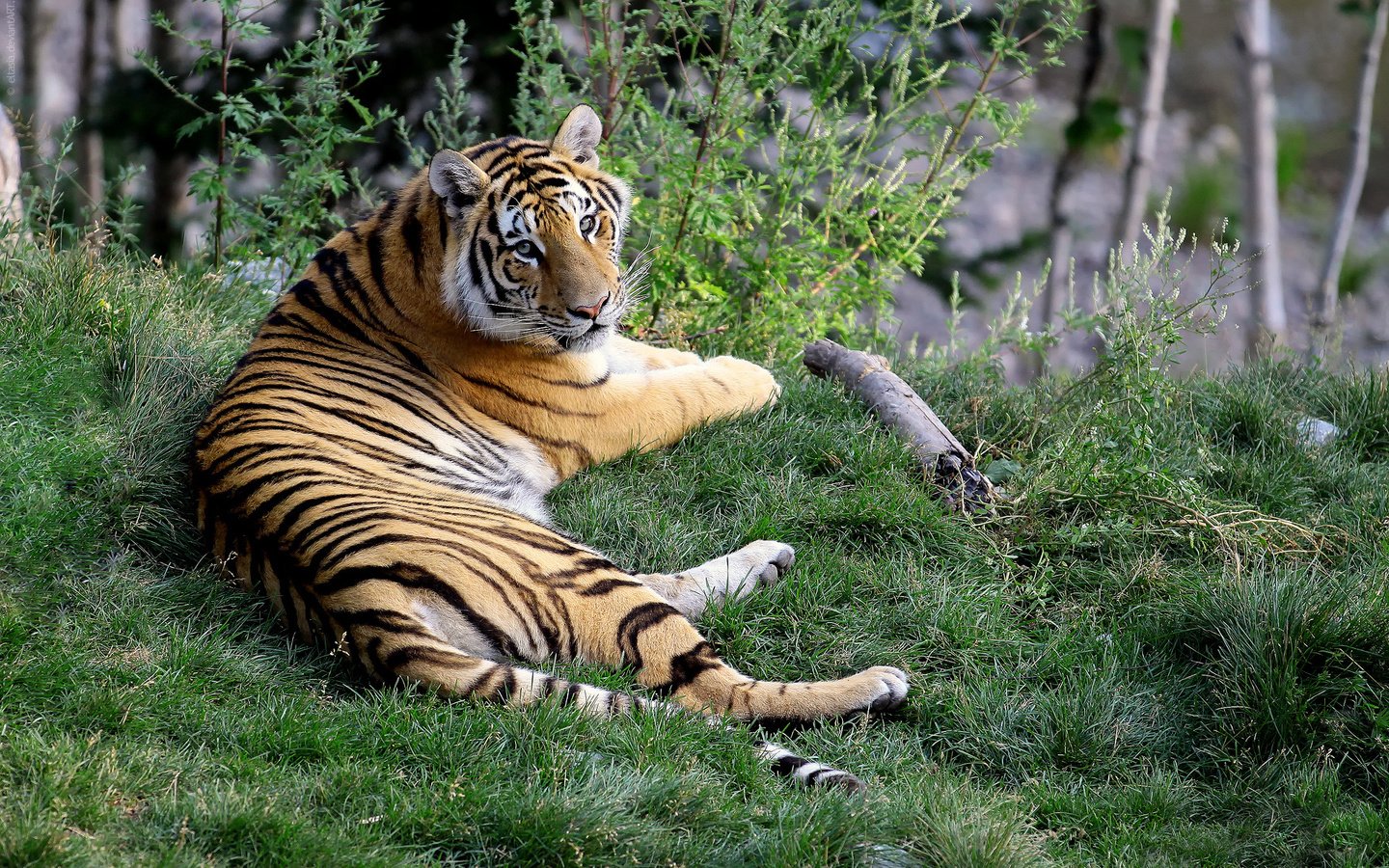 Обои бенгальский тигр, тигр, морда, трава, природа, лапы, лежит, хищник, большая кошка, bengal tiger, tiger, face, grass, nature, paws, lies, predator, big cat разрешение 1920x1280 Загрузить