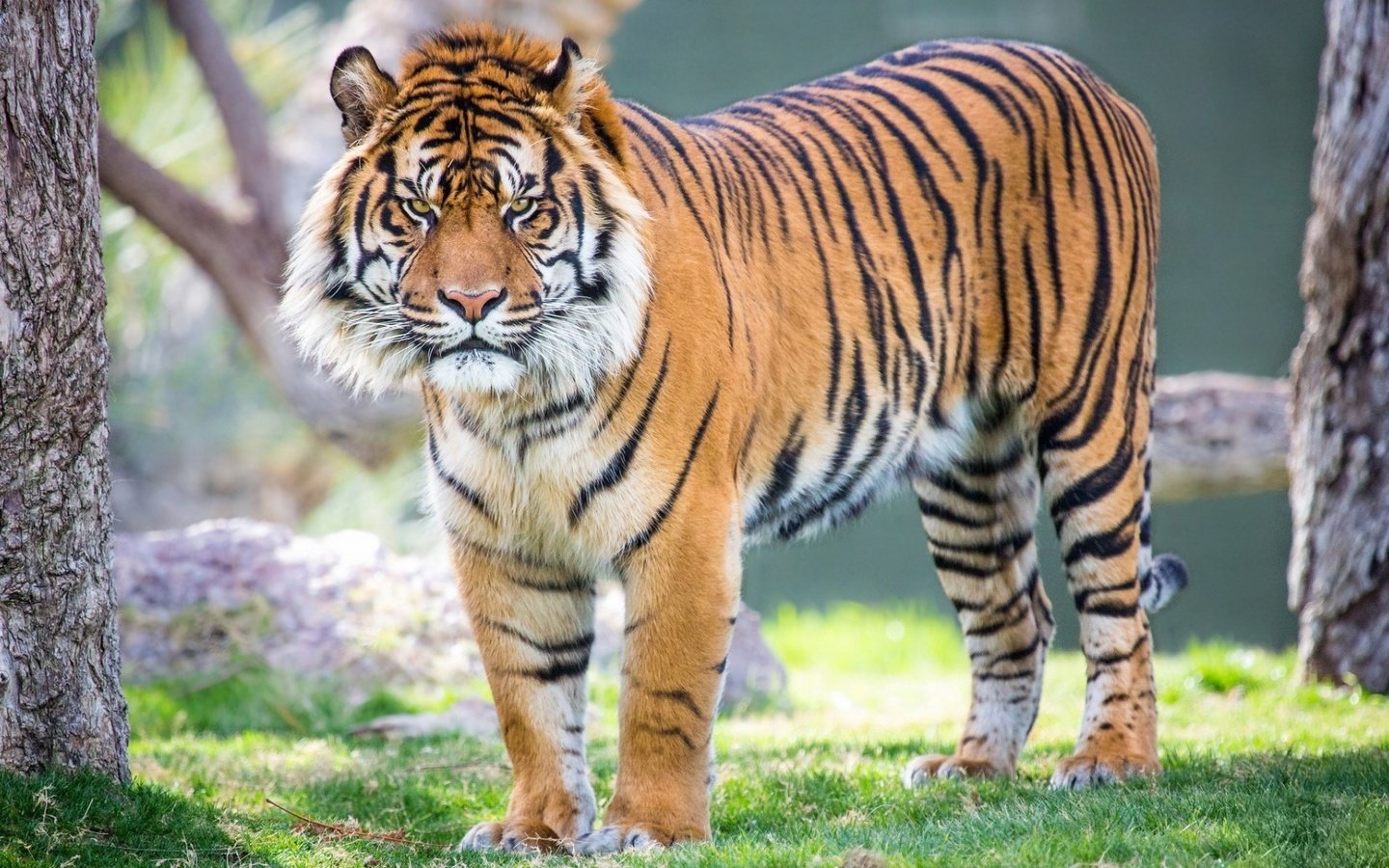 Обои тигр, взгляд, хищник, большая кошка, суматранский тигр, tiger, look, predator, big cat, sumatran tiger разрешение 1920x1080 Загрузить