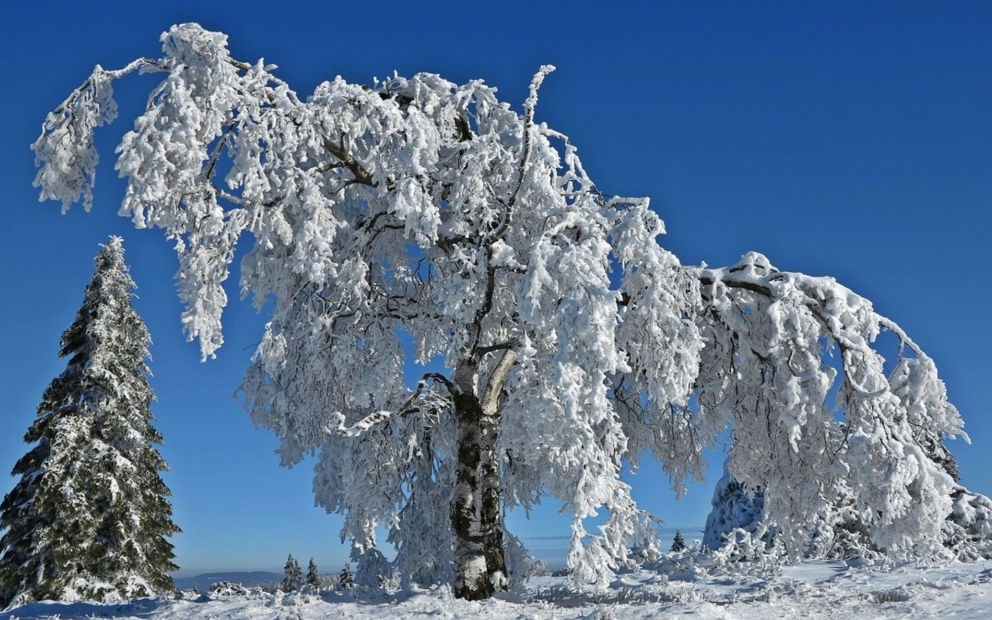 Обои небо, деревья, снег, природа, зима, ветки, иней, the sky, trees, snow, nature, winter, branches, frost разрешение 1920x1080 Загрузить