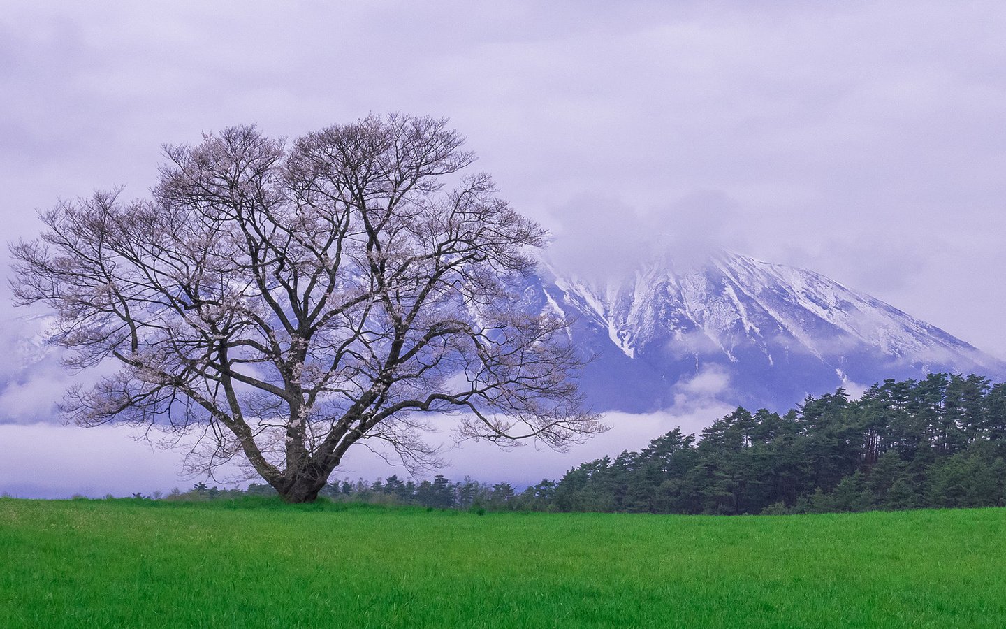 Обои природа, дерево, пейзаж, гора, луг, весна, снежные вершины, nature, tree, landscape, mountain, meadow, spring, snowy peaks разрешение 1920x1080 Загрузить