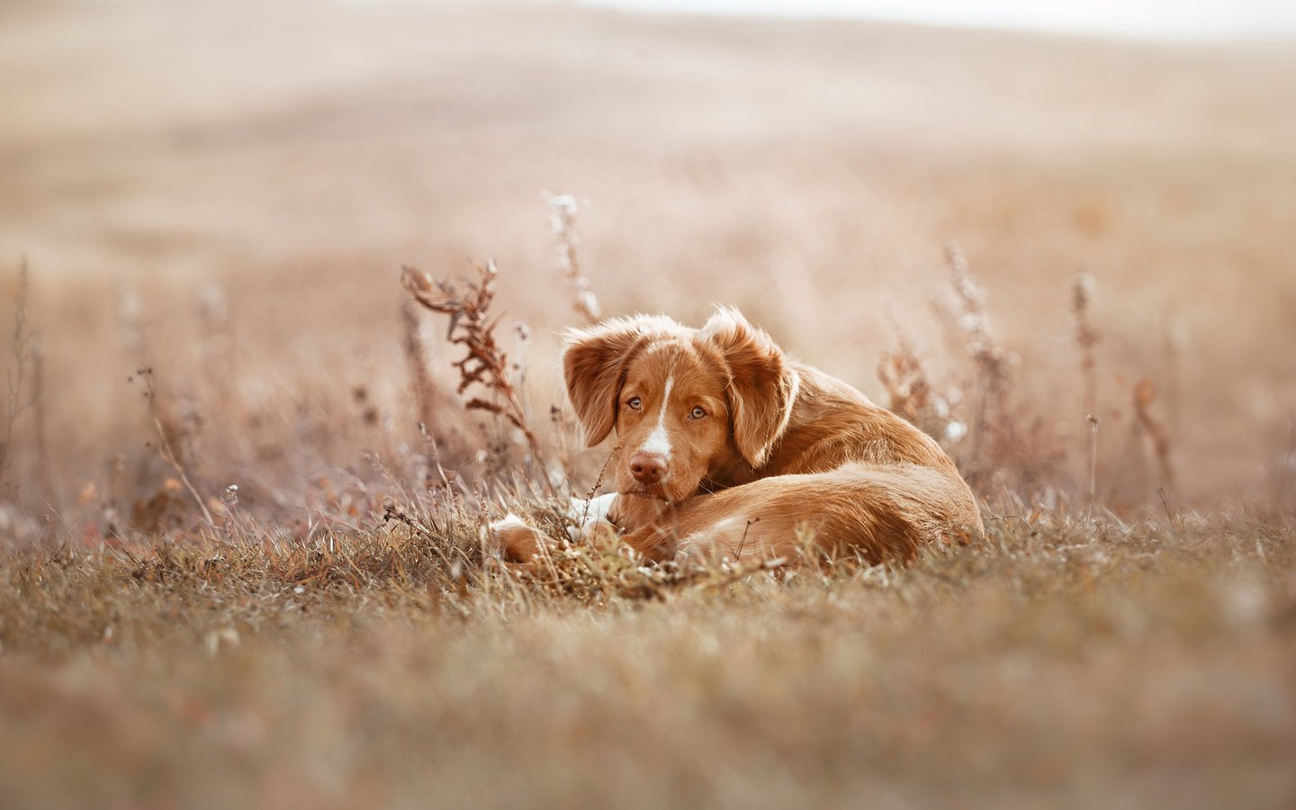 Обои собака, щенок, ретривер, новошотландский ретривер, сухая трава, averyanova anna, dog, puppy, retriever, nova scotia duck tolling retriever, dry grass, anna averyanova разрешение 1920x1200 Загрузить