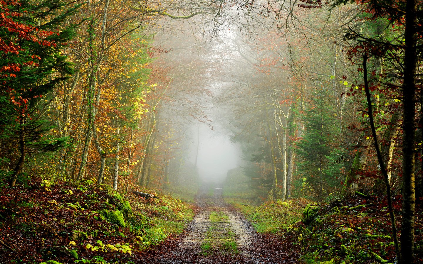 Обои дорога, природа, дерево, лес, пейзаж, туман, осень, road, nature, tree, forest, landscape, fog, autumn разрешение 7360x4912 Загрузить