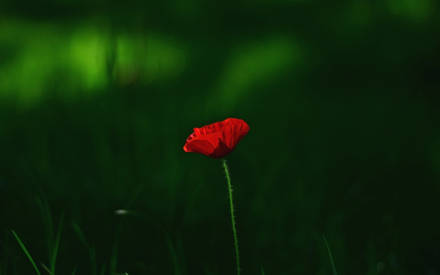 Обои трава, макро, цветок, красный, мак, grass, macro, flower, red, mac разрешение 3696x2448 Загрузить