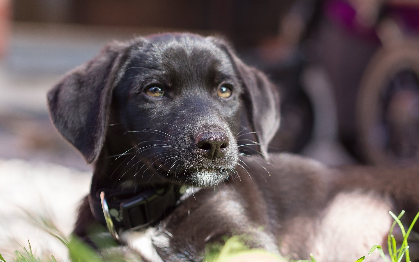 Обои взгляд, собака, щенок, ошейник, лабрадор, look, dog, puppy, collar, labrador разрешение 1920x1200 Загрузить