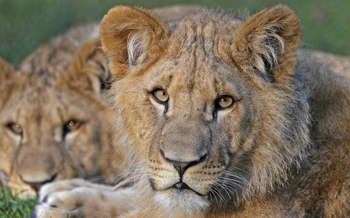 Обои хищник, большая кошка, львы, львята, predator, big cat, lions, the cubs разрешение 1920x1200 Загрузить