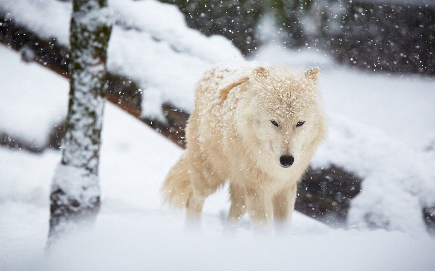 Обои зима, белый, хищник, волк, winter, white, predator, wolf разрешение 1920x1200 Загрузить