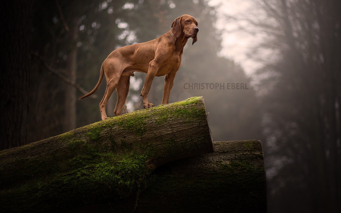 Обои природа, собака, мох, бревно, родезийский риджбек, риджбек, nature, dog, moss, log, rhodesian ridgeback, ridgeback разрешение 1920x1200 Загрузить