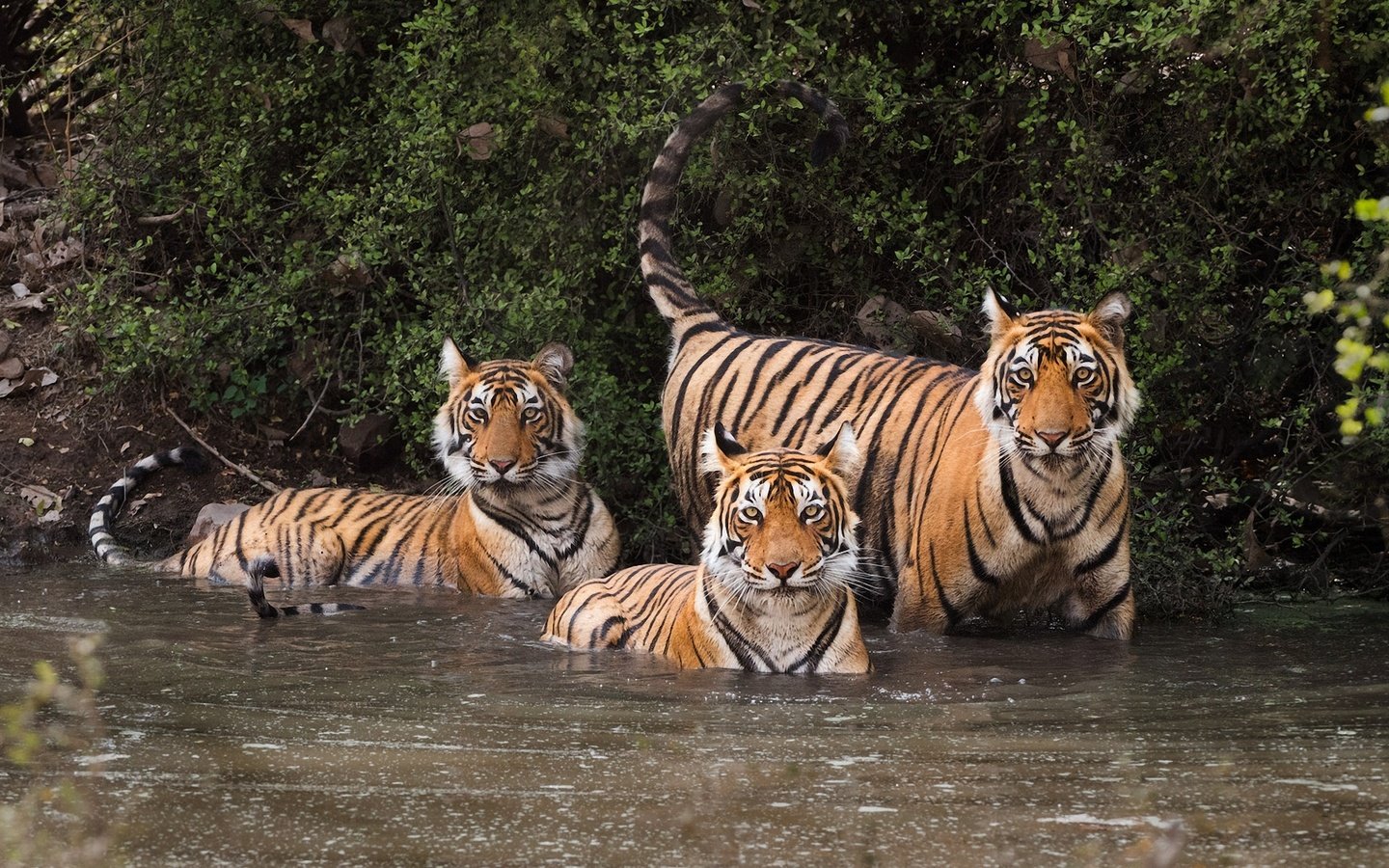 Обои вода, листья, кусты, хищники, тигры, андрей ведерников, water, leaves, the bushes, predators, tigers, andrei vedernikov разрешение 2000x1147 Загрузить