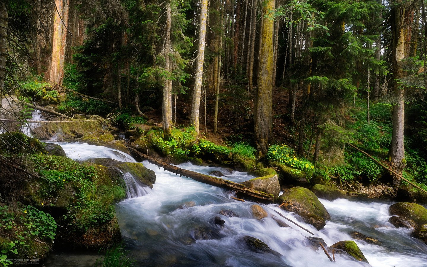 Обои деревья, лес, ручей, водопад, горная речка, trees, forest, stream, waterfall, mountain river разрешение 1920x1080 Загрузить