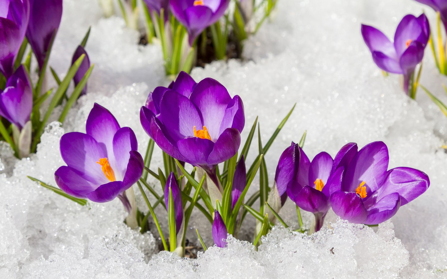 Обои цветы, снег, весна, крокусы, flowers, snow, spring, crocuses разрешение 3840x2400 Загрузить