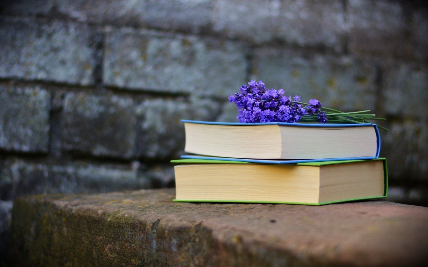 Обои лаванда, стена, книги, кирпичи, чтение, фиолетовые цветы, lavender, wall, books, bricks, reading, purple flowers разрешение 5071x3341 Загрузить