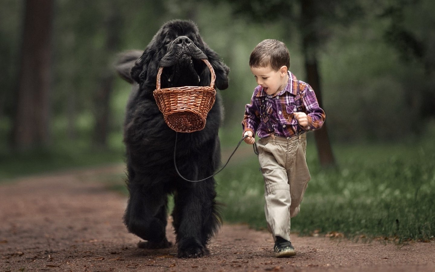 Обои собака, мальчик, животное, друзья, ньюфаундленд, dog, boy, animal, friends, newfoundland разрешение 1939x1080 Загрузить