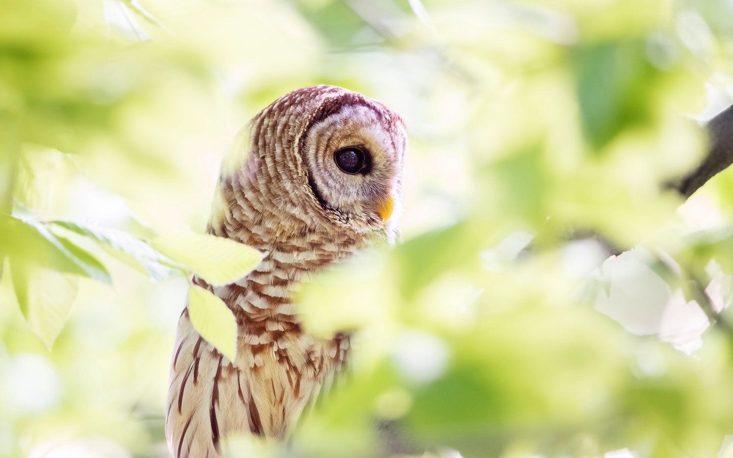 Обои сова, листья, хищник, птица, клюв, перья, боке, неясыть, owl, leaves, predator, bird, beak, feathers, bokeh разрешение 2048x1489 Загрузить